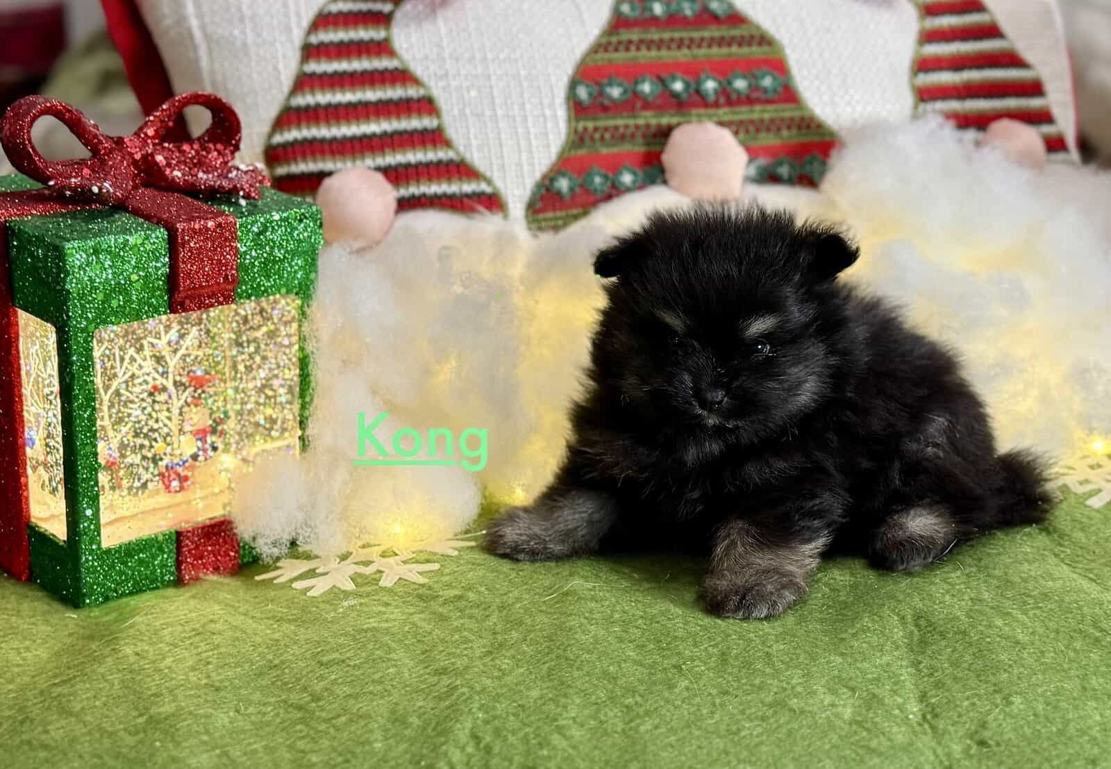 Adorable Pomeranian Puppies image 3