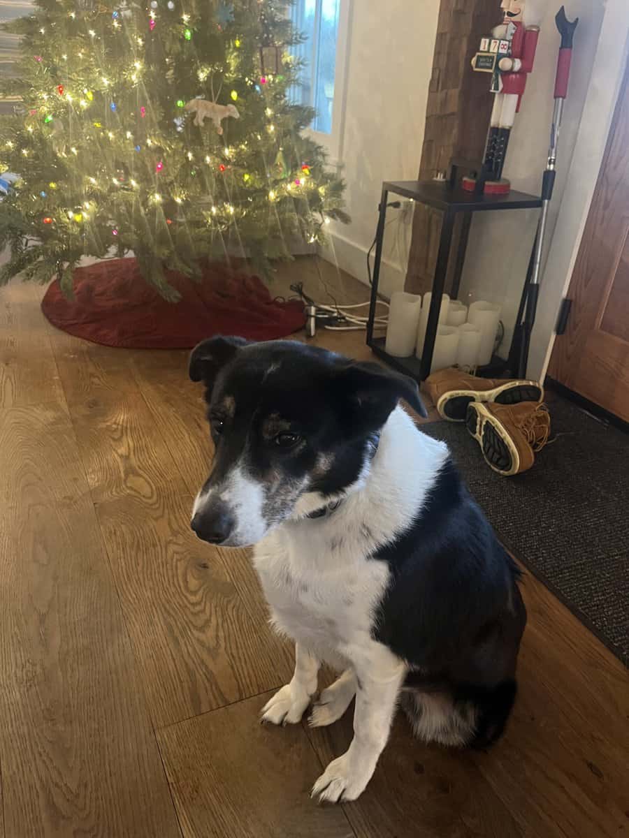 Need Home for Border Collie image 2