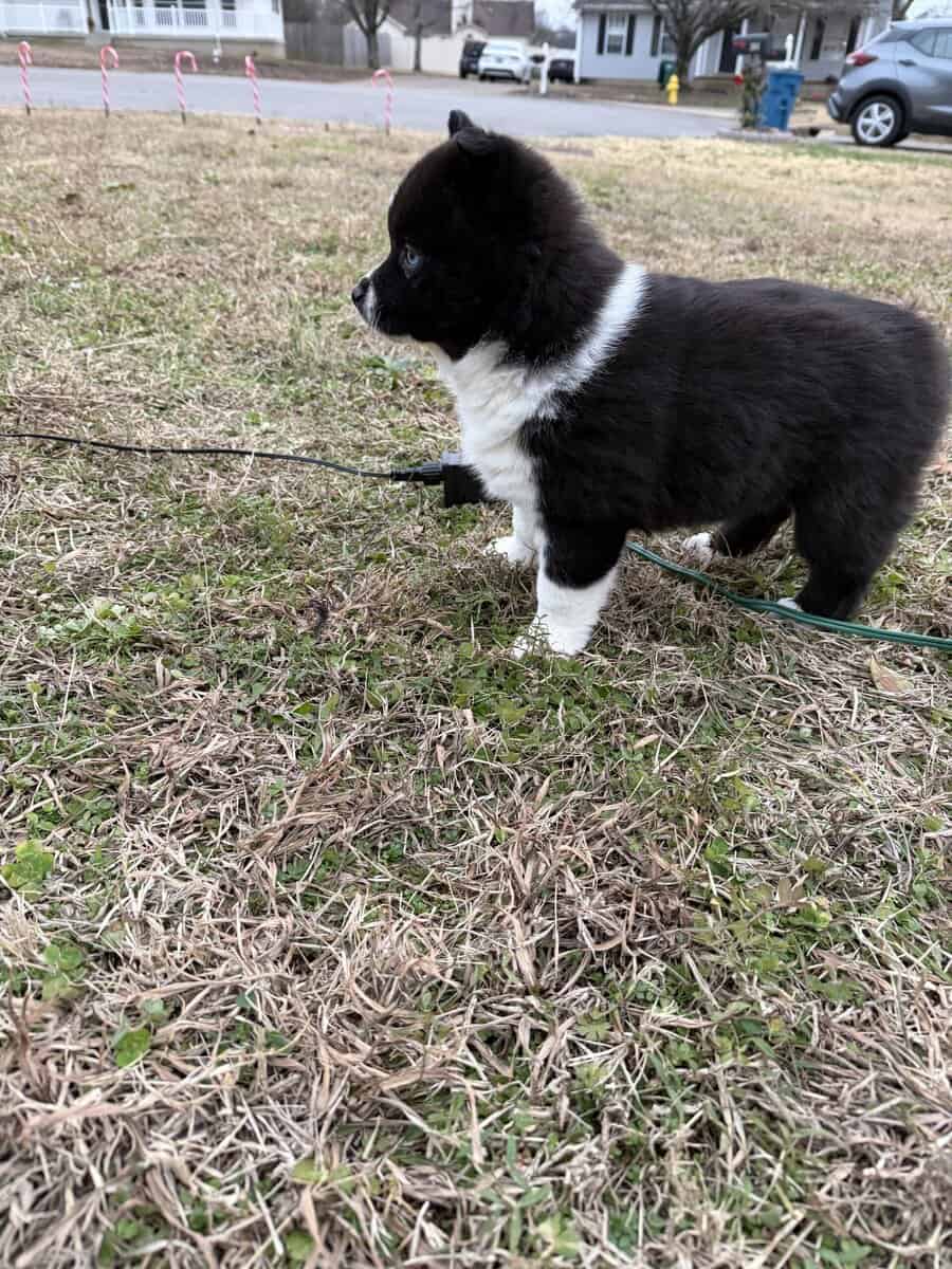 Aria the Pomsky image 4
