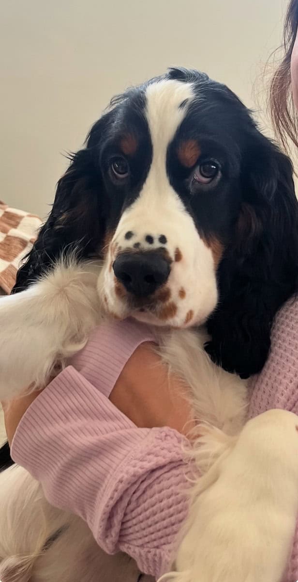 English Springer Spaniel image 2