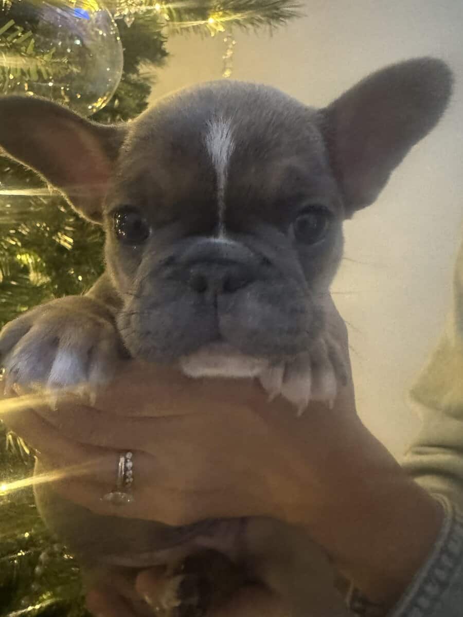 French Bulldog Puppies image 2