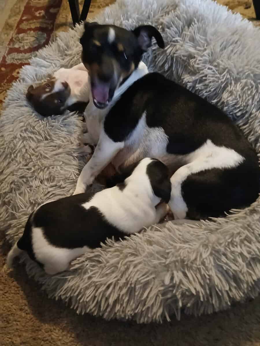 5 Week Old Precious Chiweenie Babies!!! image 2