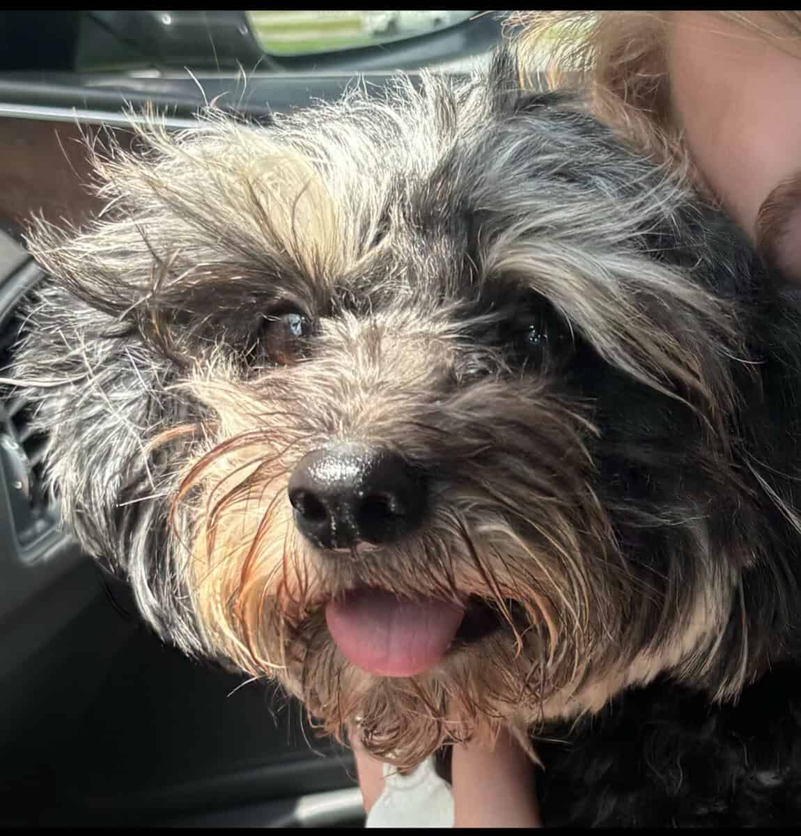 Adorable male YorkiePoo image 1