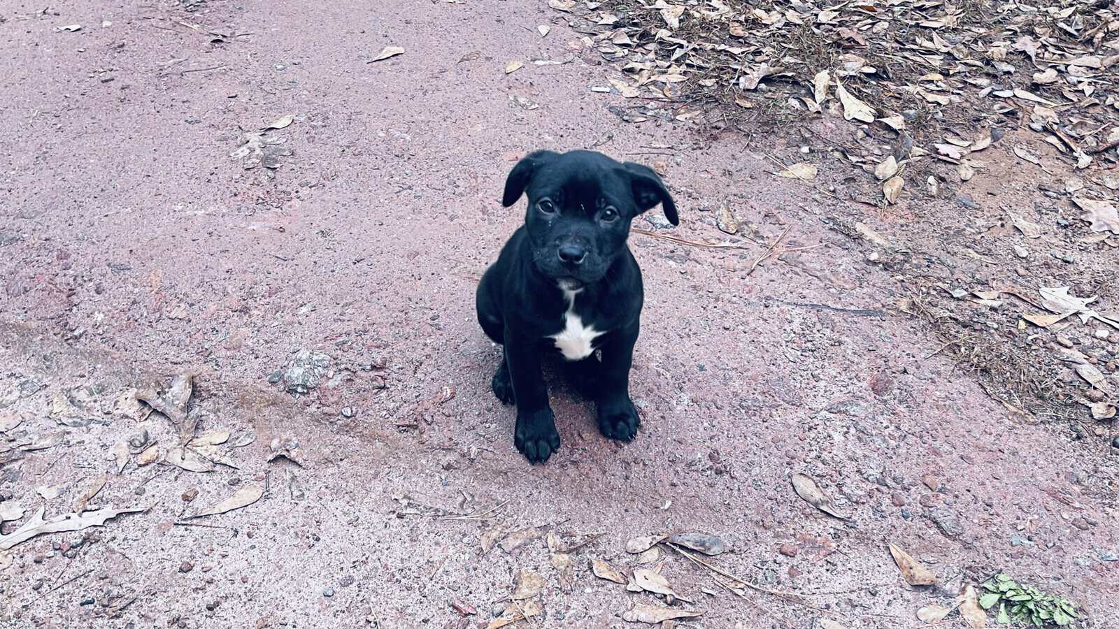 American bully blood hound puppies image 1