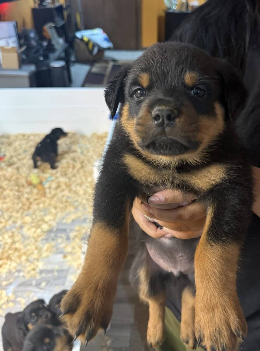 Puppy Rottweilers for sale image 2