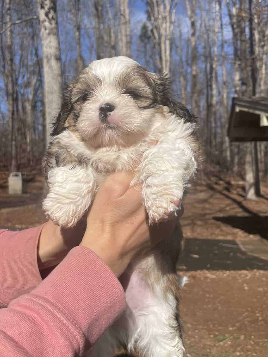 Shih Tzu Pups image 9