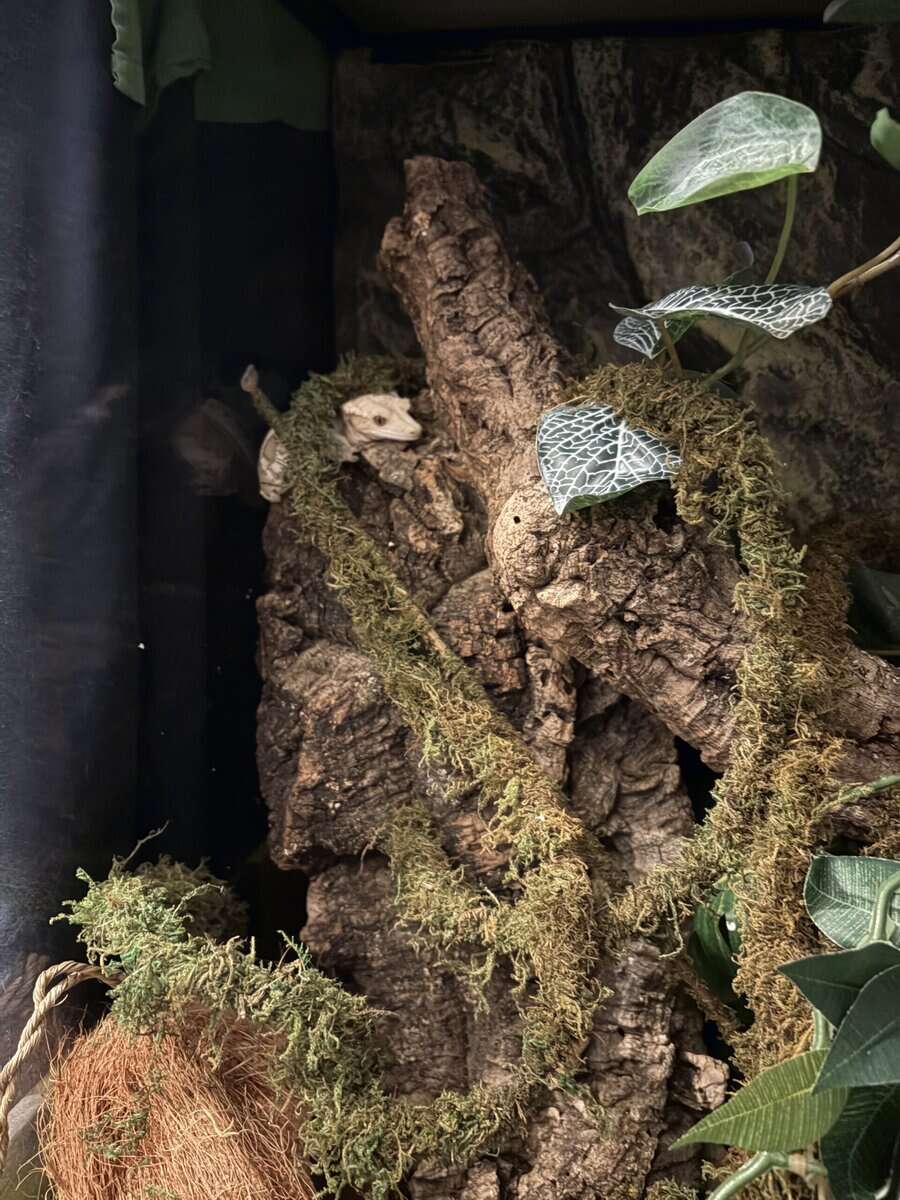 Crested Gecko + Terrarium and Supplies image 5