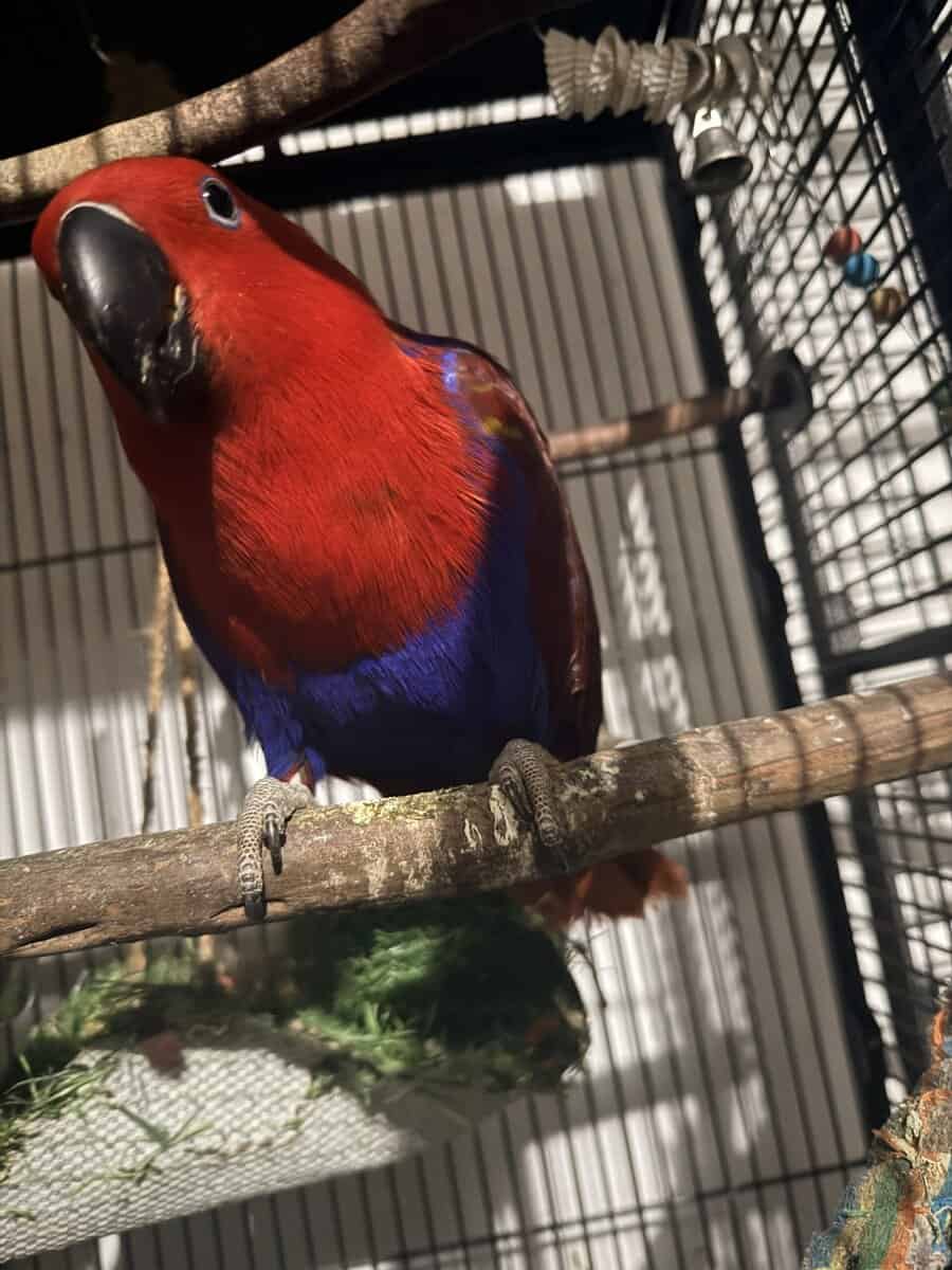 eclectus parrot image 1