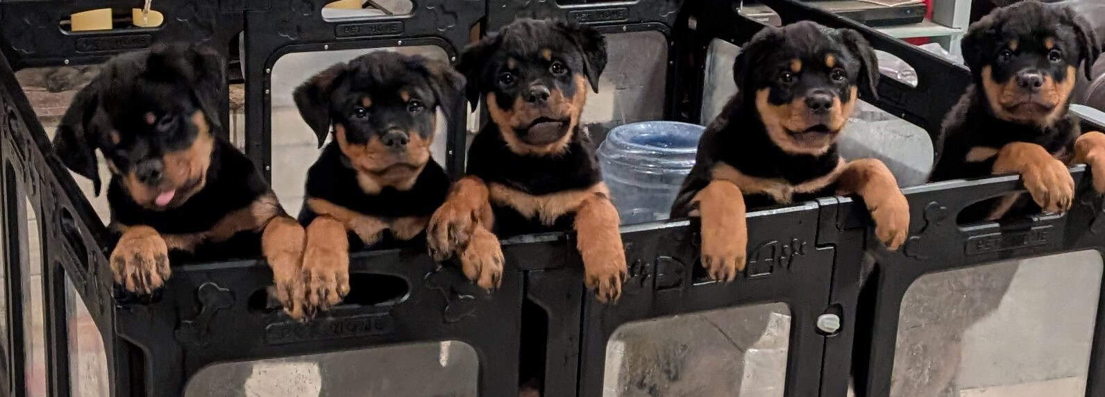 AKC Rottweiler puppies - Phoenix AZ image 1