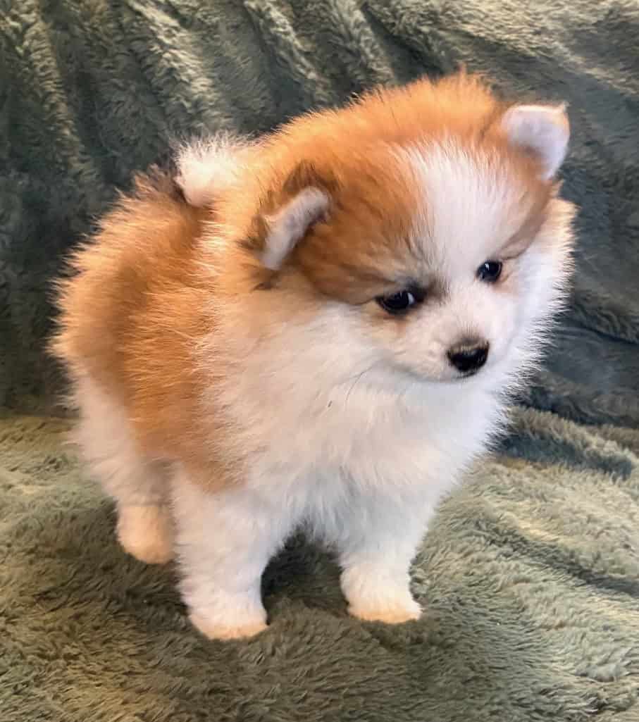 Pomeranian Puppy Blueberry image 2