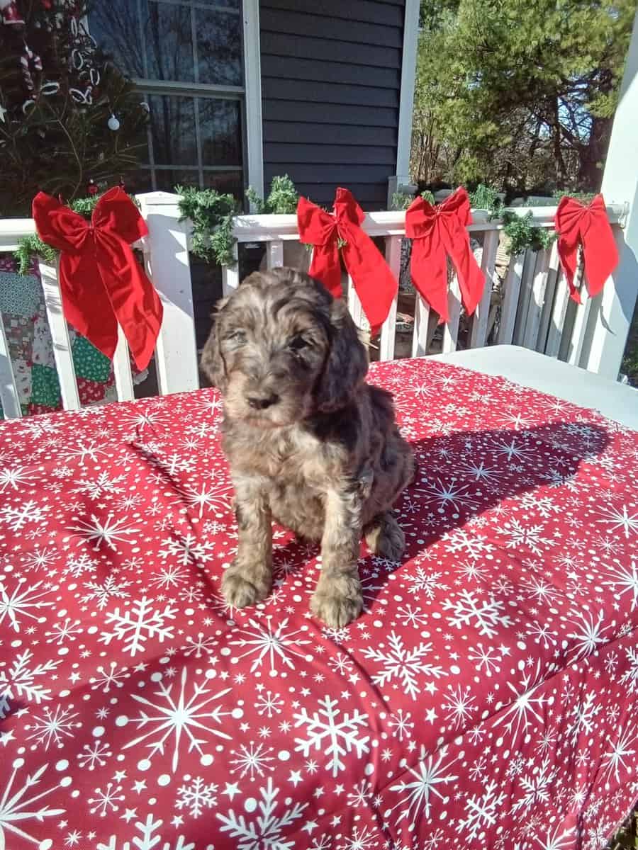 Goldendoodle puppies just ready image 3