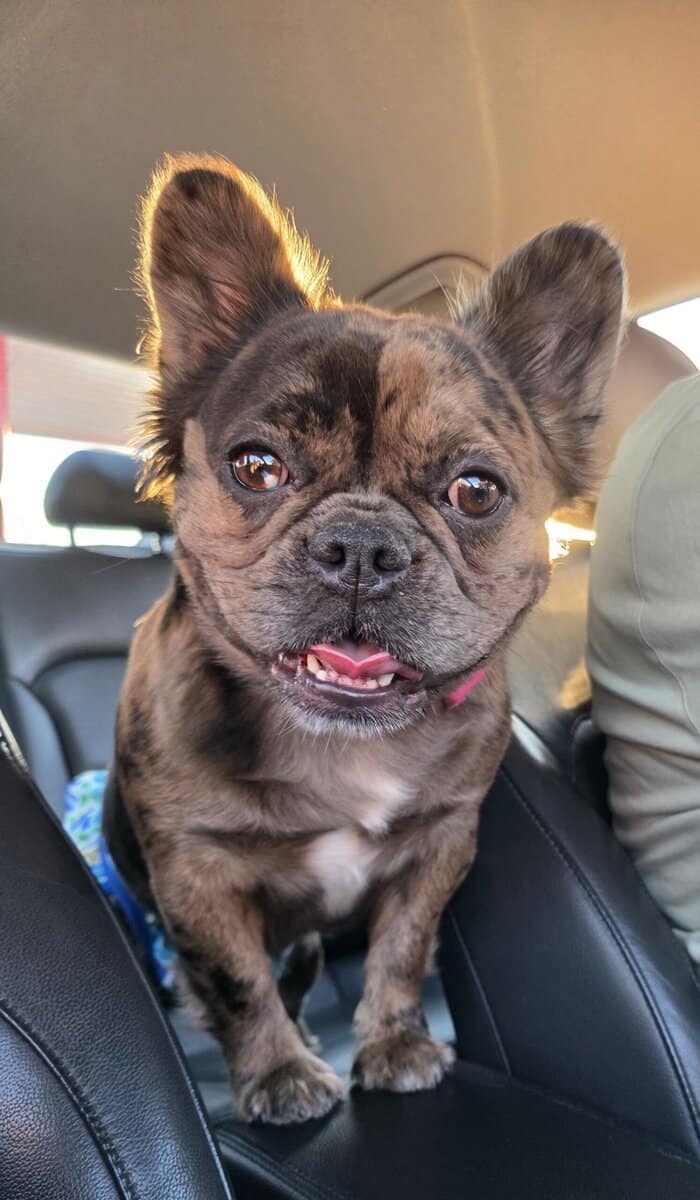 Full Fluffy French bull dog image 16