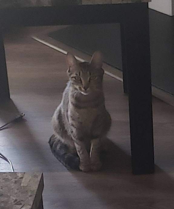Cocoa, a Healthy and Fully Vaccinated Tabby image 11