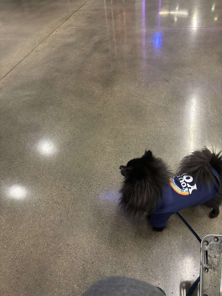 Pomeranian image 4
