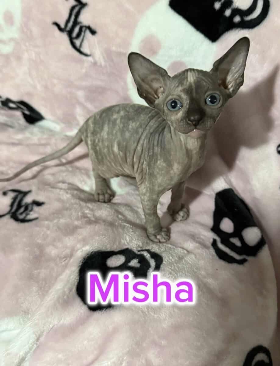 Sphynx Kittens Available – Healthy, Socialized, Re image 2