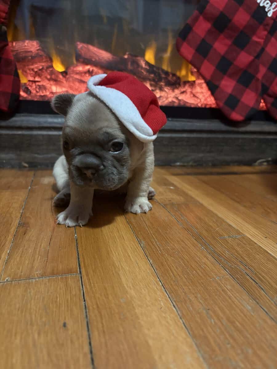 FRENCH BULLDOG PUPs image 8