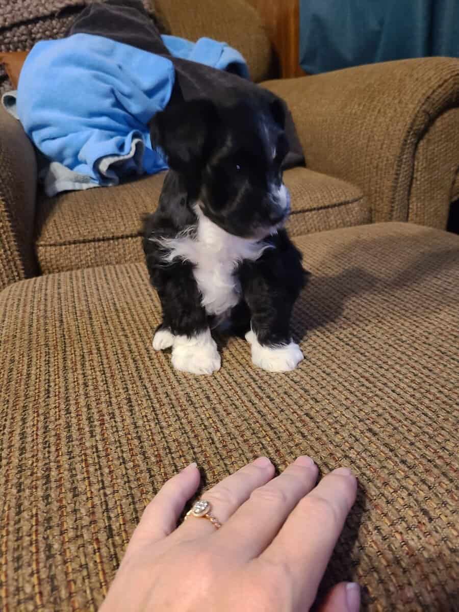 Miniature schnauzer image 1