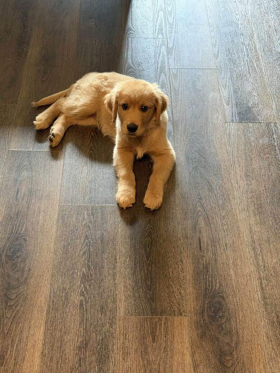 Golden Retriever Puppy to rehome image 7