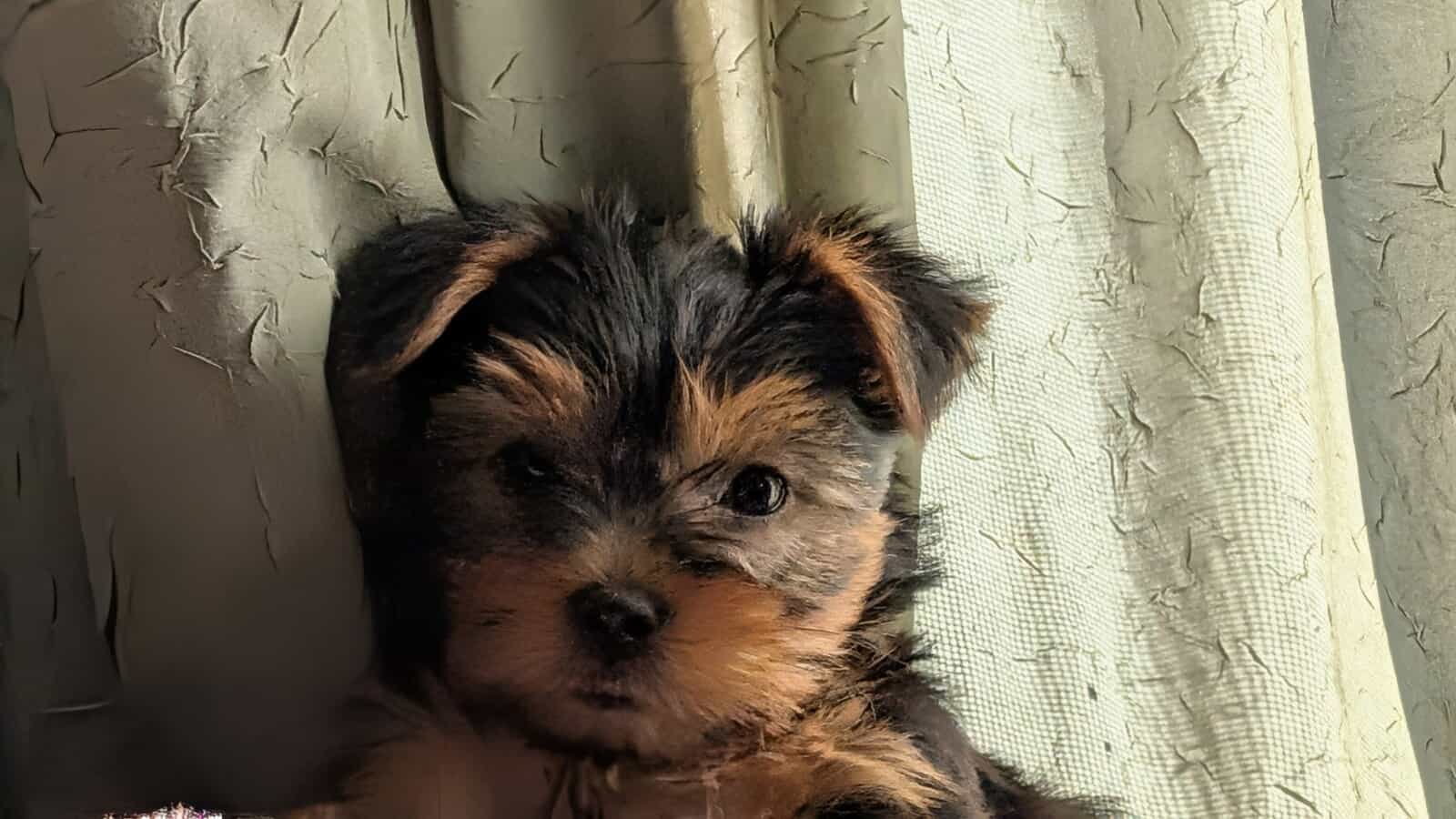 Yorkies image 2