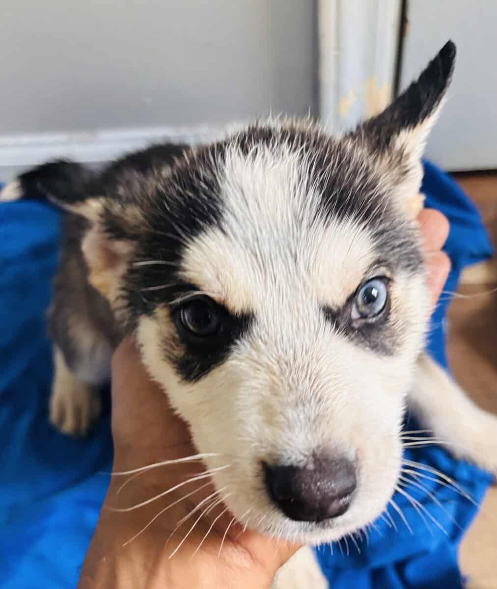 Husky image 1