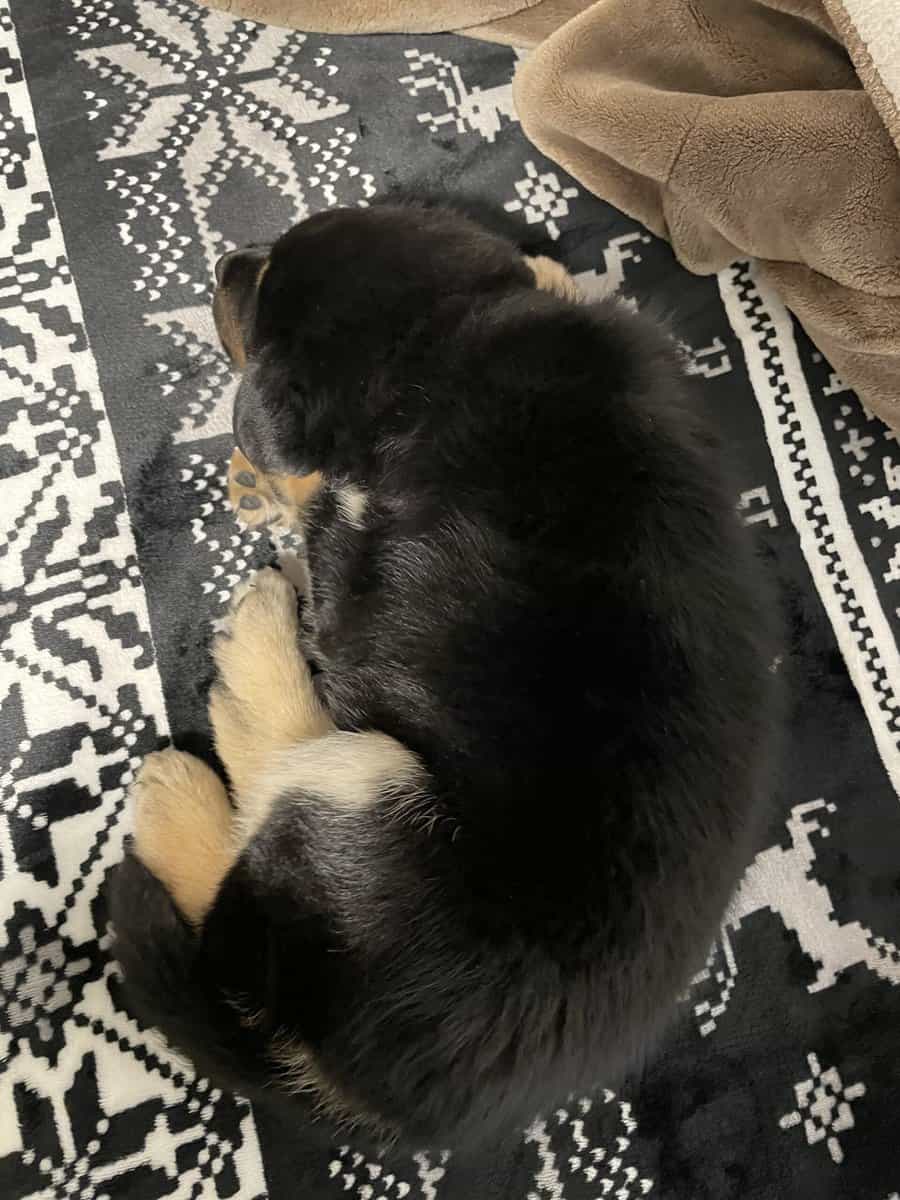 Husky/ Rottie mix image 2