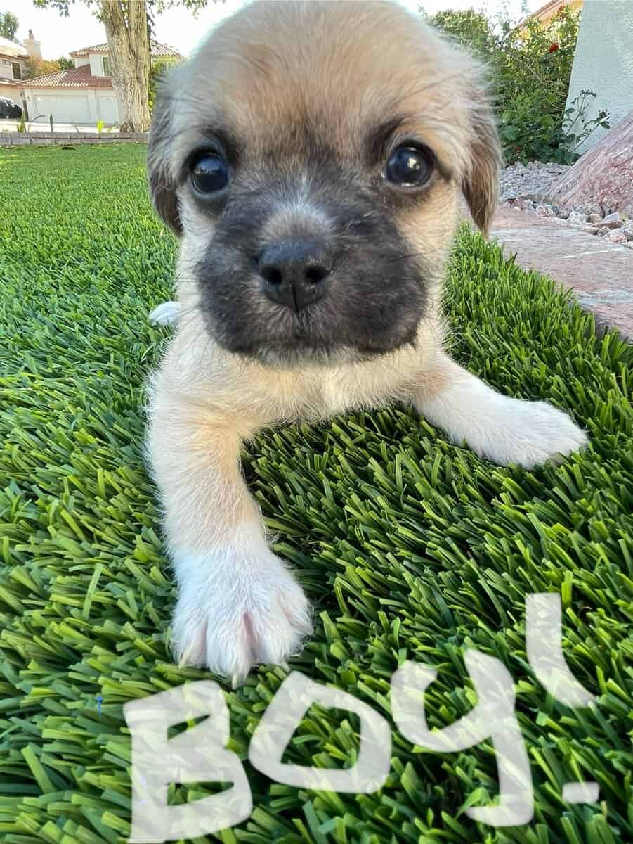 Pug & Terrier image 4