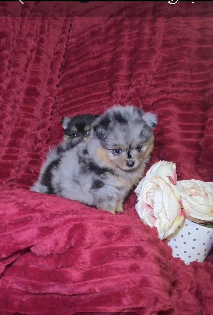 Pomeranians available image 6