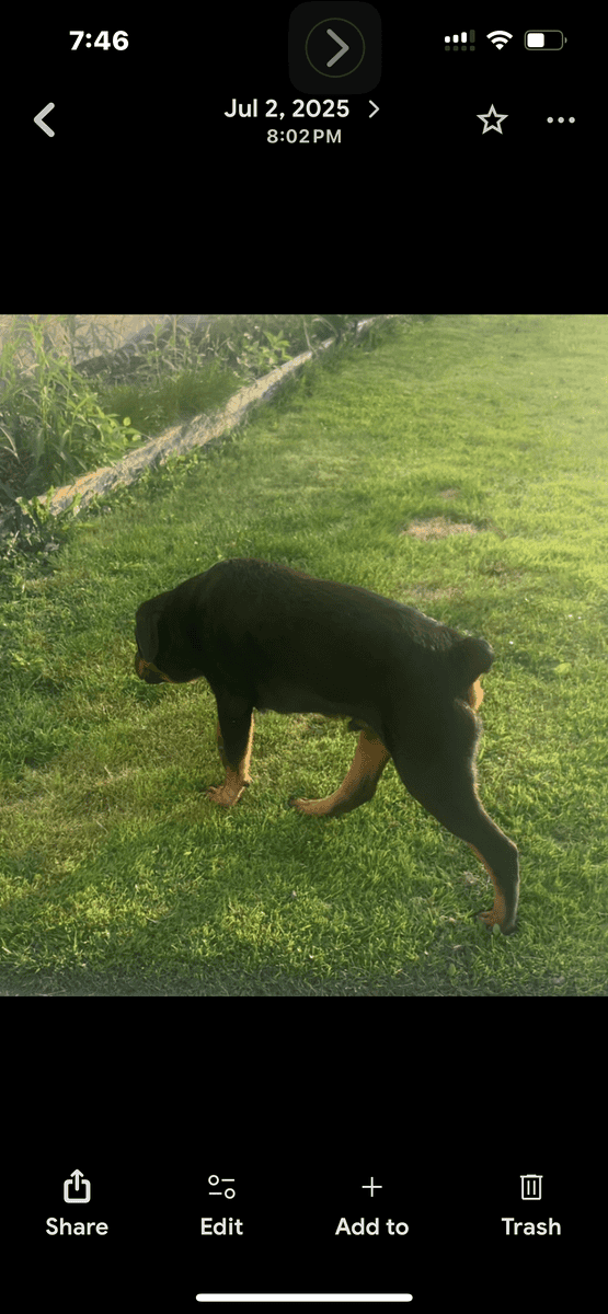 Need to find a loving home for my baby Kovu image 3