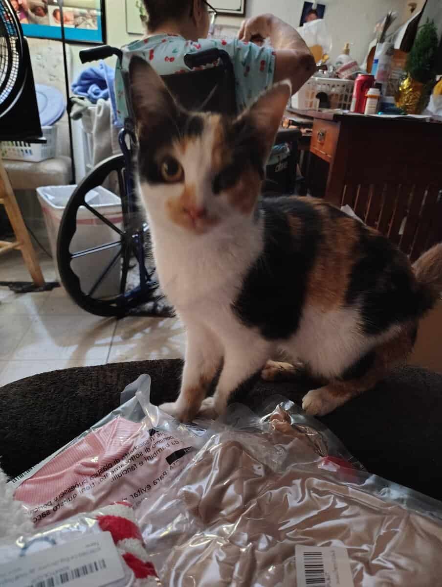 Beautiful Calico Female 6 to 8 months old. image 6