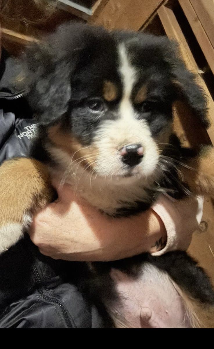 Bernese Mountain Dog Puppy image 4