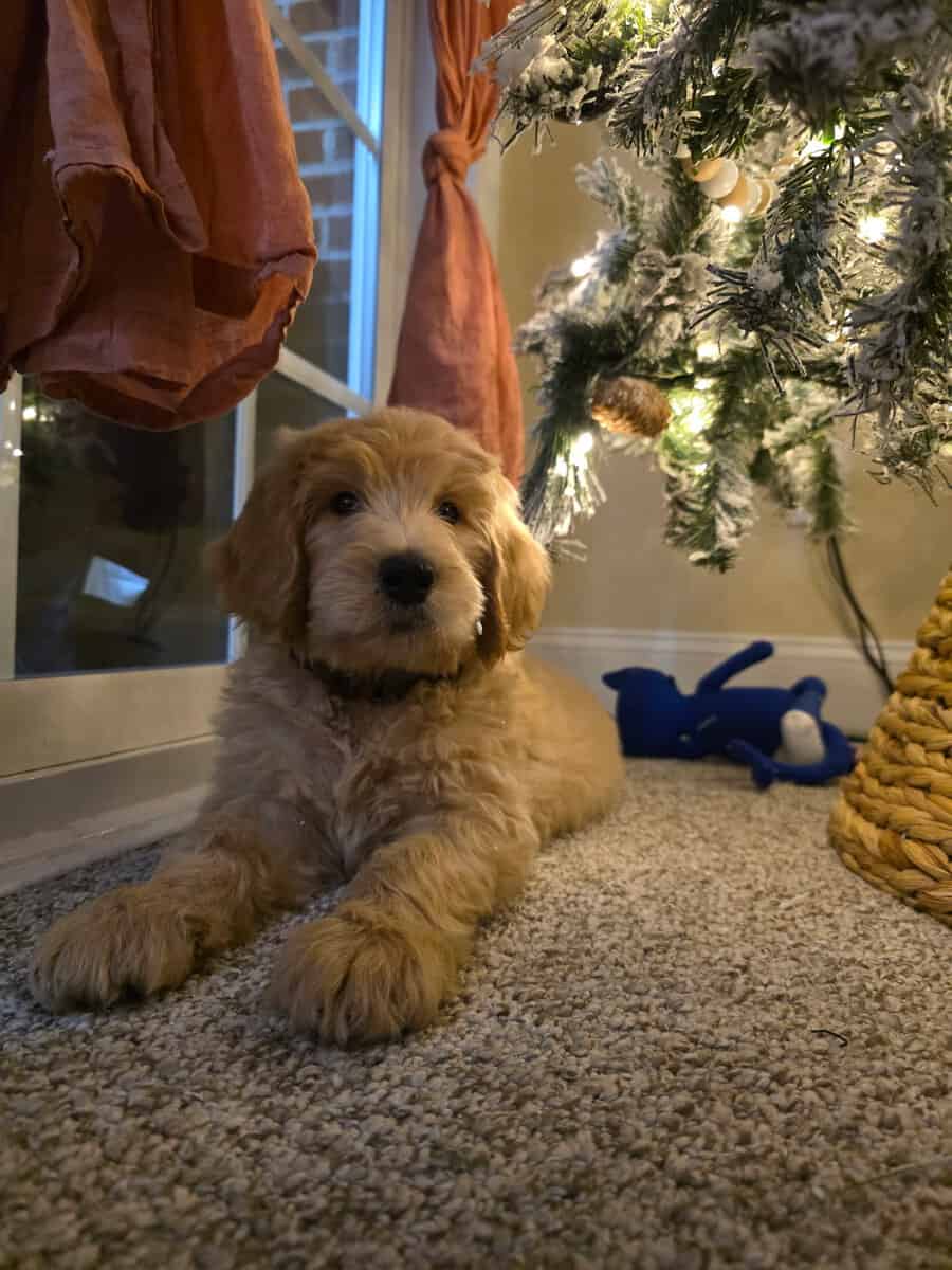 Goldendoodle Pup (Boy) image 1