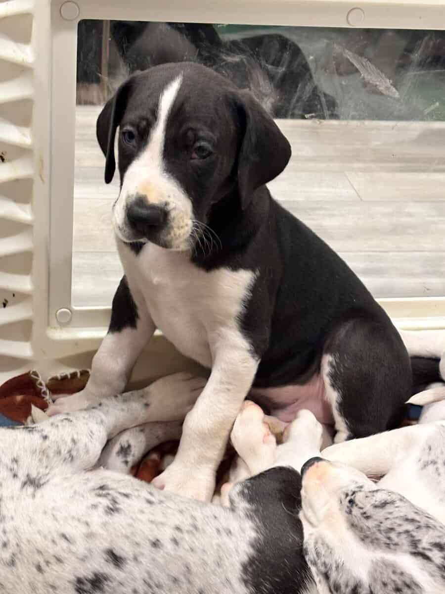 Great Dane puppies image 2