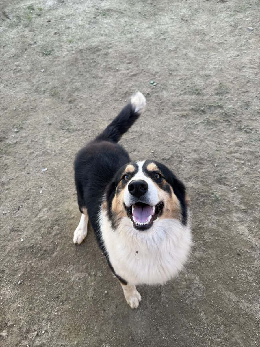 Rehoming Australian Shepherd image 3