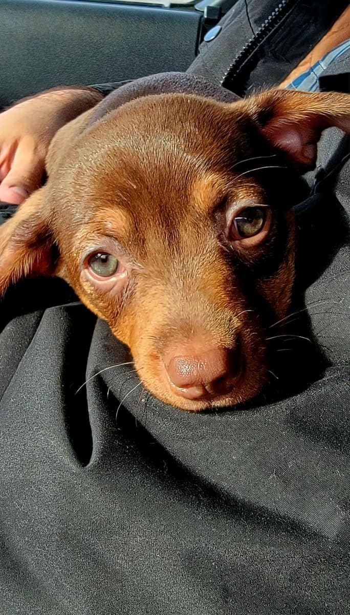 Italian Greyhound/Chihuahua Mix Puppies image 2
