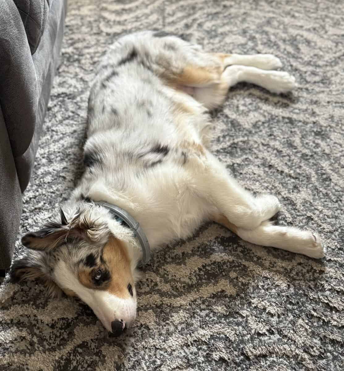 6 month old Australian Shepard for sale image 3