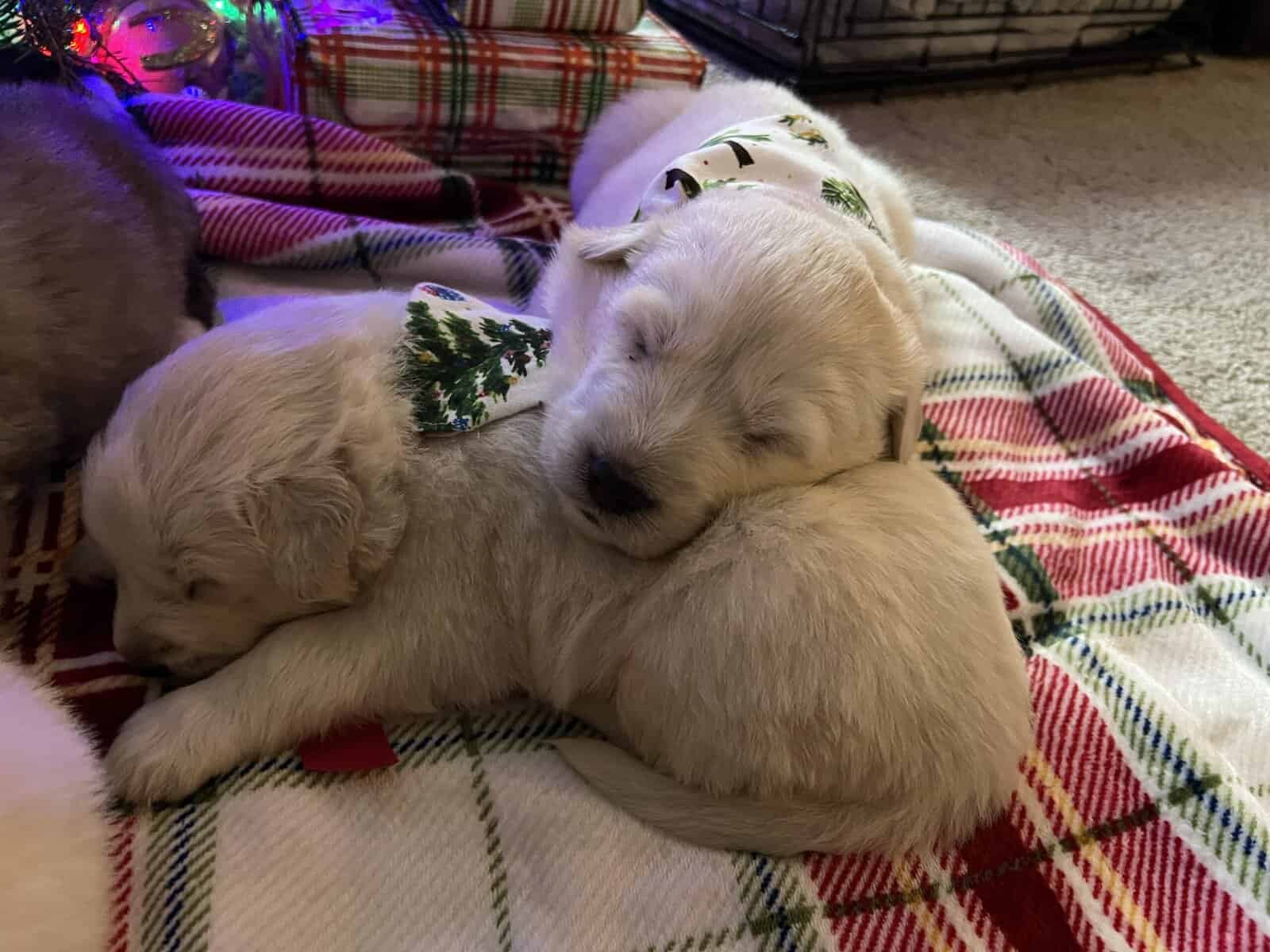 5 Farm Pups image 8