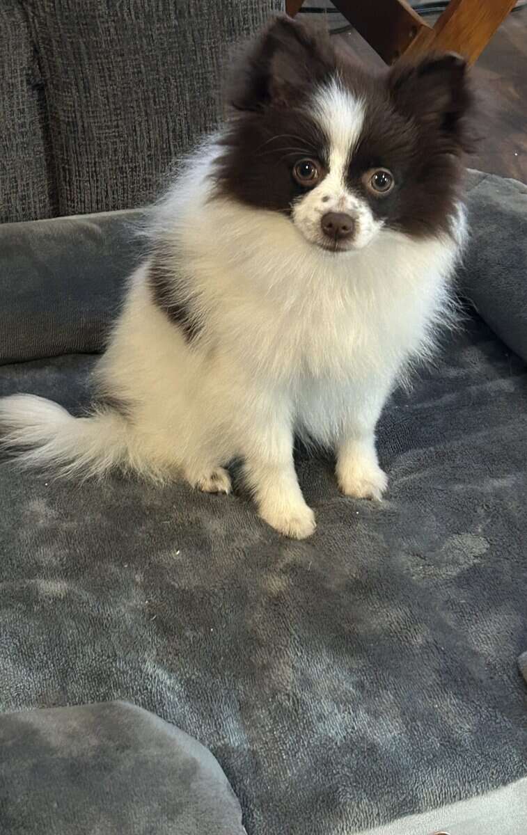 Pomeranian image 2
