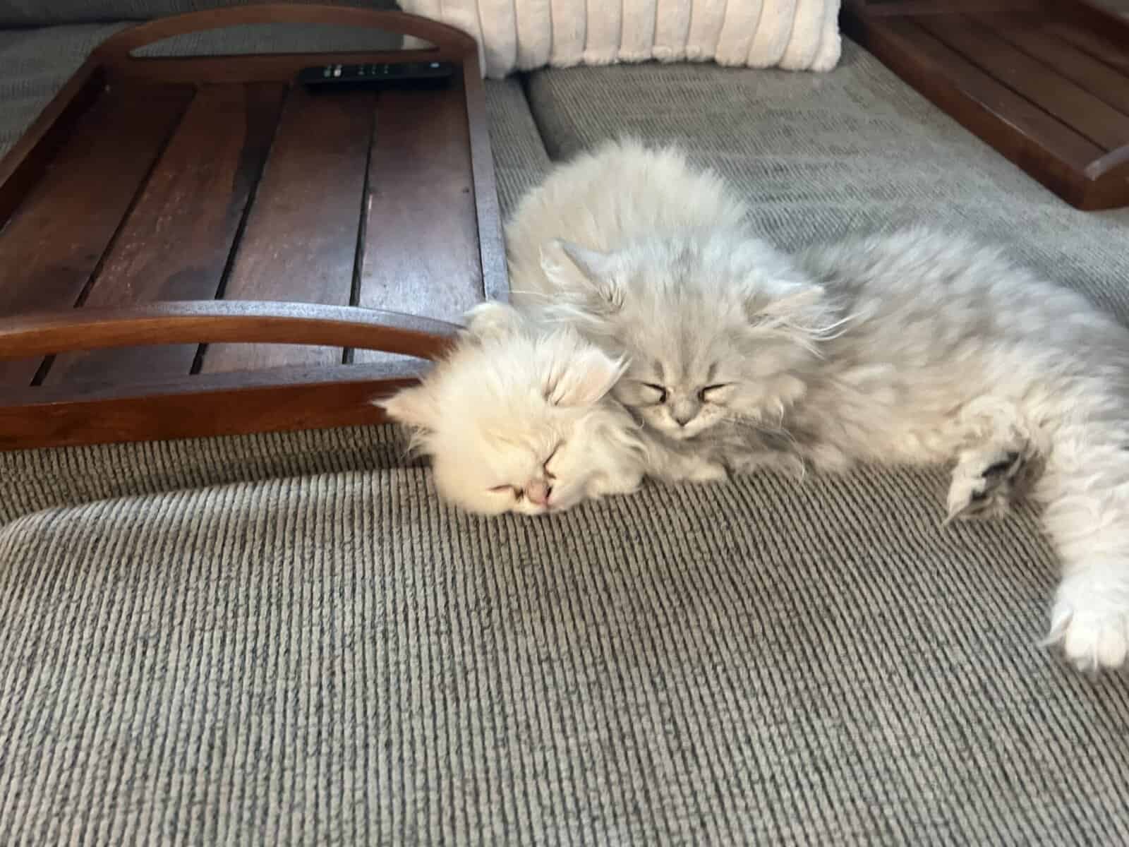 Two cats female and male 6 months old Persian image 18