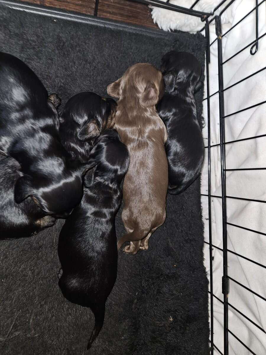 Long-haired dachshund puppies image 1