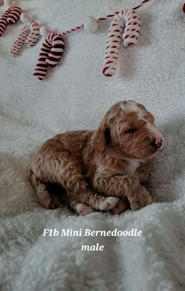Mini Bernedoodles image 4