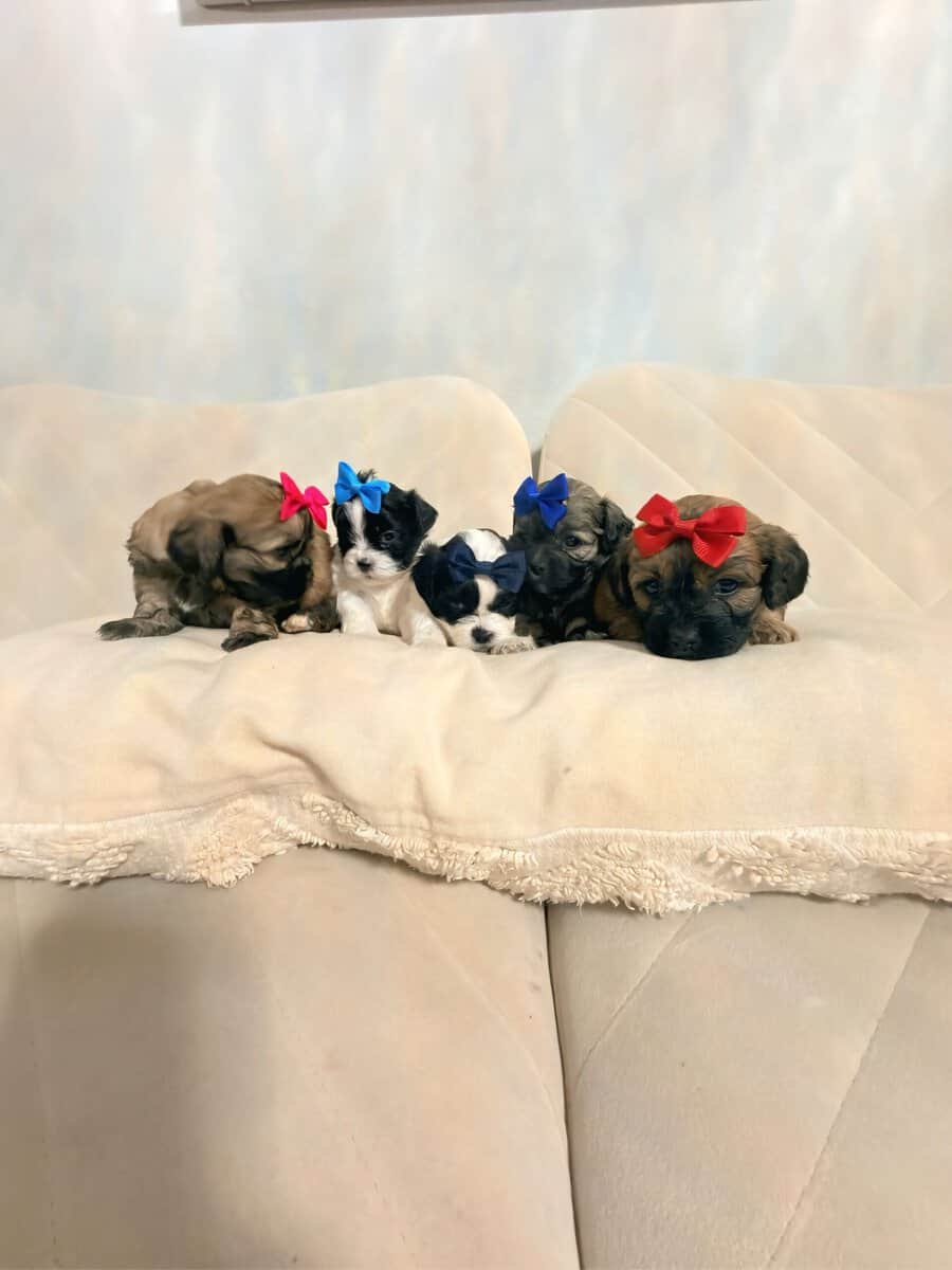 Shih Tzu Christmas-Ready Companions image 14