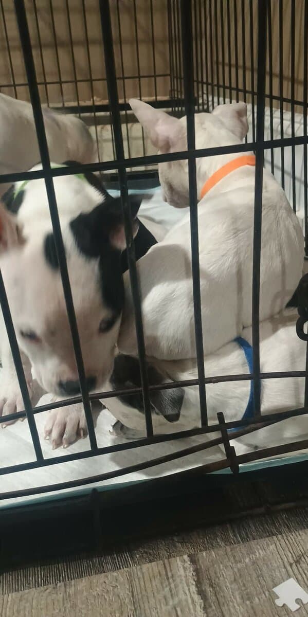 3 puppies looking for a good home! image 2