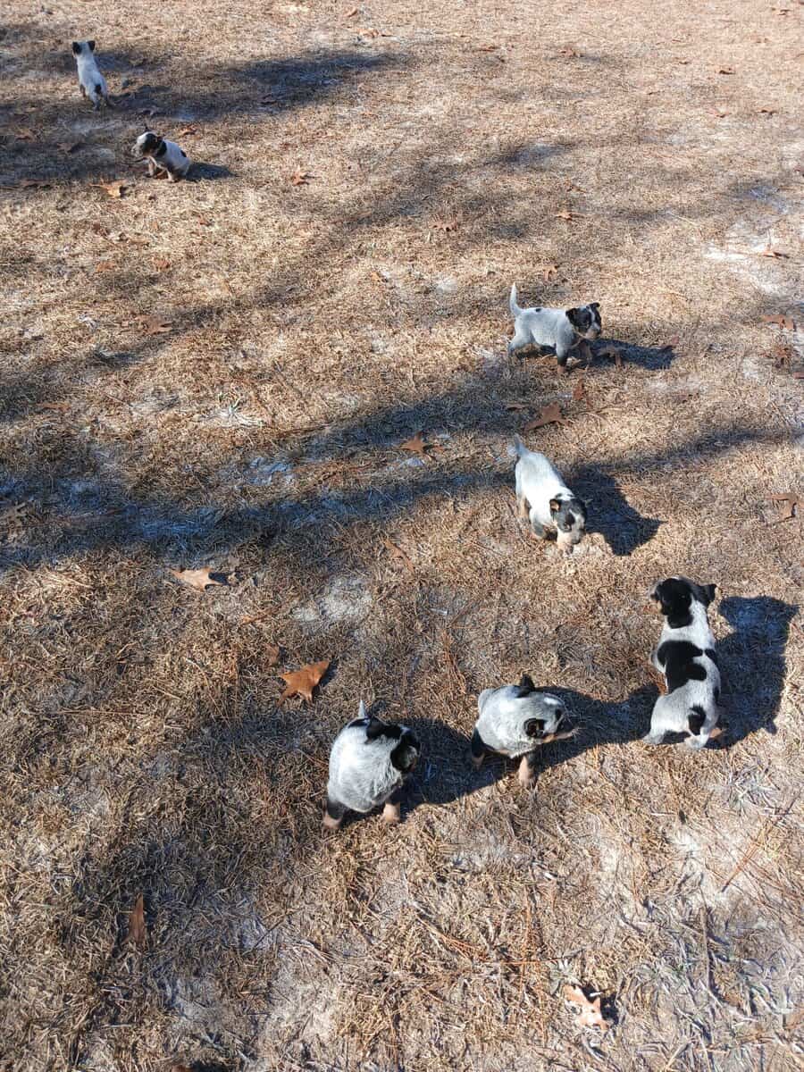 Blue Heeler Pups for sale (Full Blooded) image 2