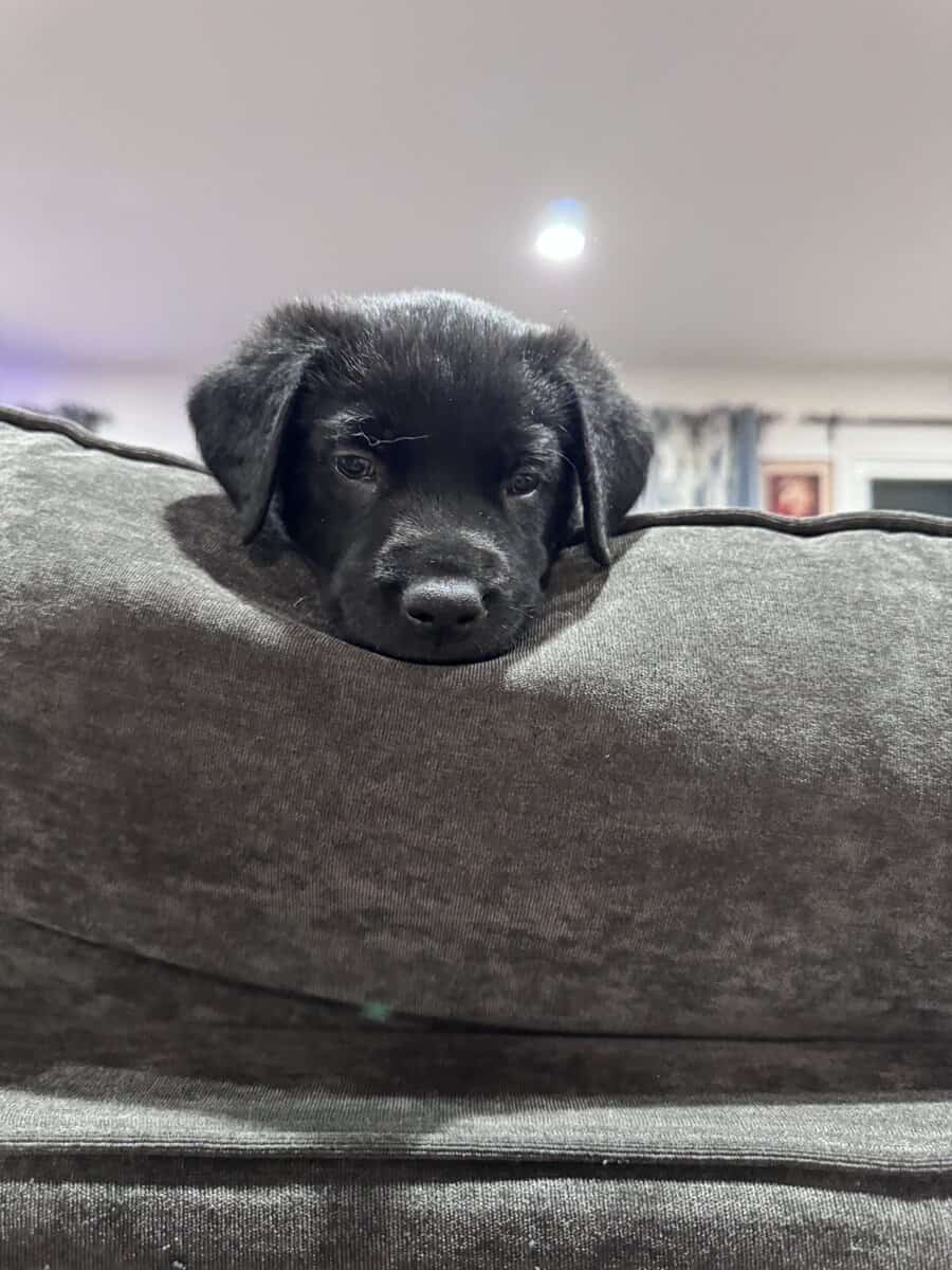 Cuddly, Sweet Belgian Malinois/Lab Puppies image 4
