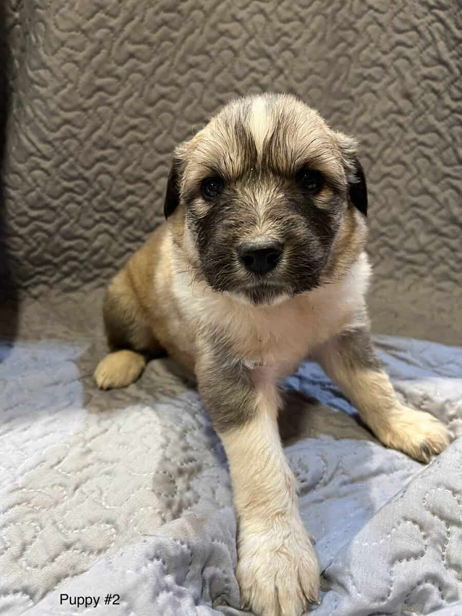 5 Farm Pups image 14
