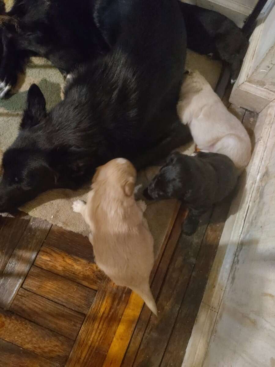 Puppies for sale image 12