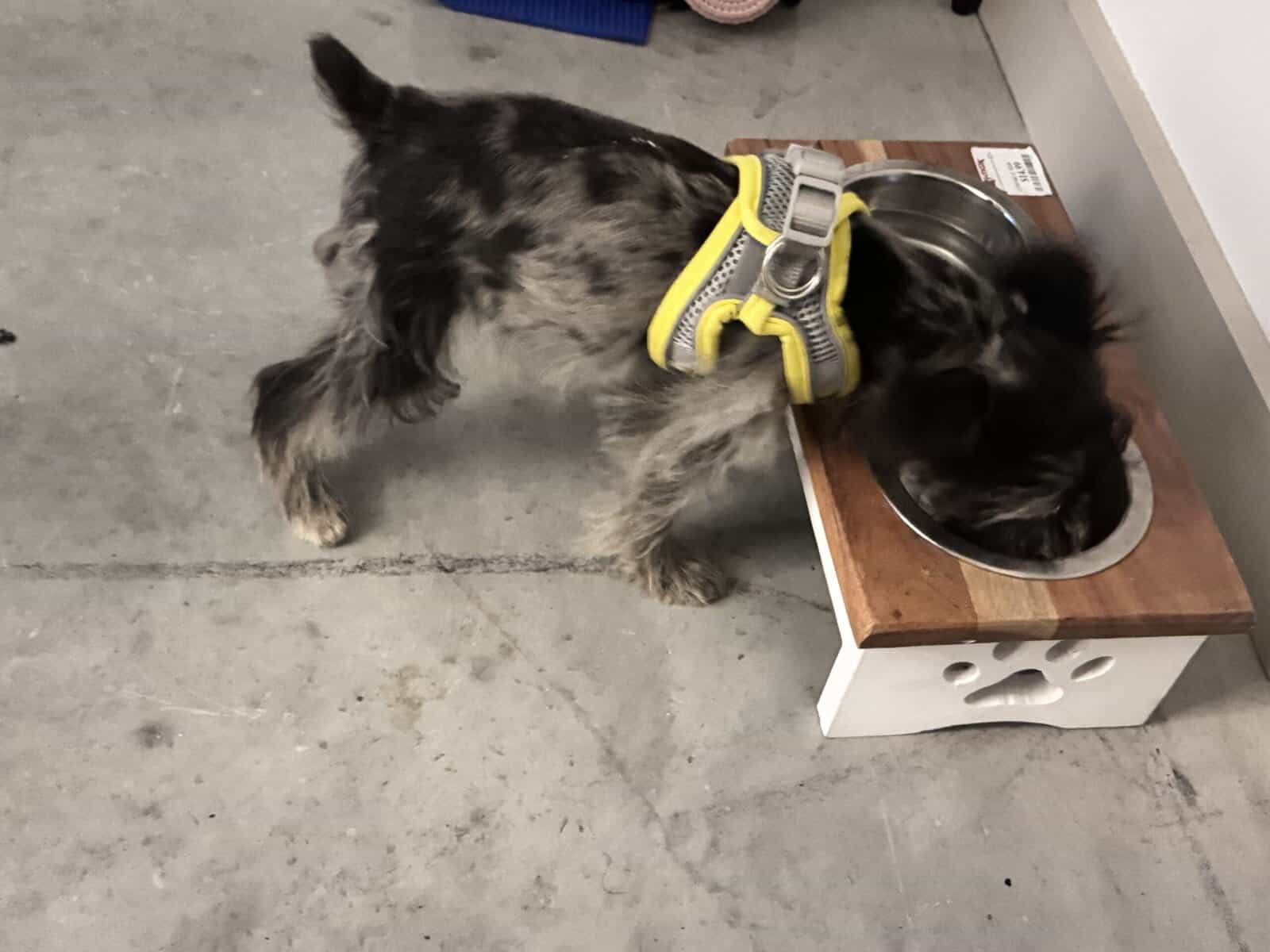 Miniature schnauzer rehoming image 4