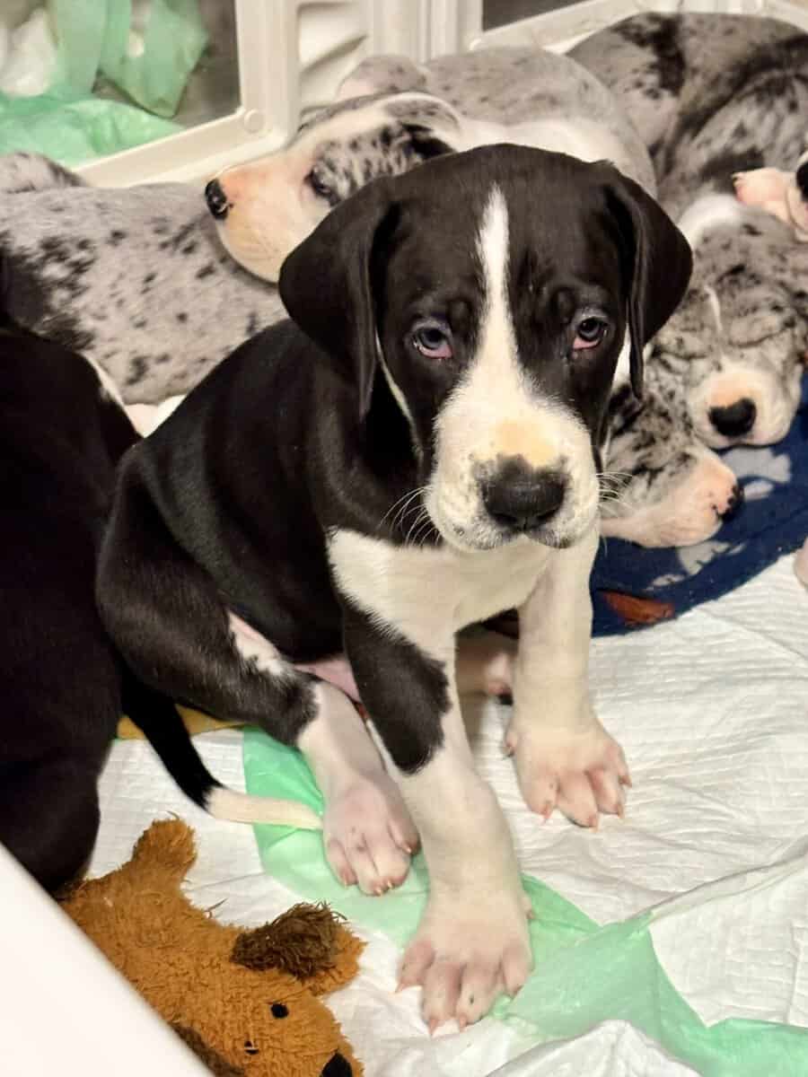 Great Dane puppies image 6