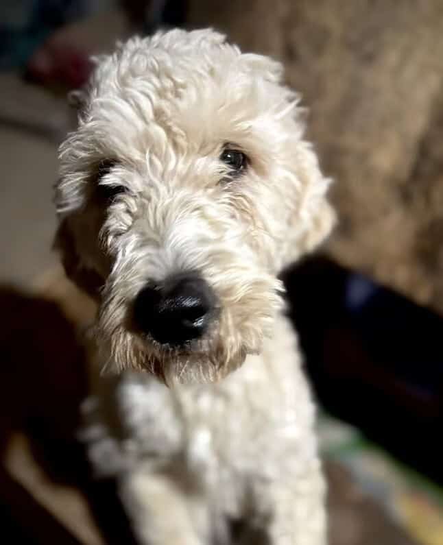 Golden Retriever/Doodle Puppies image 1