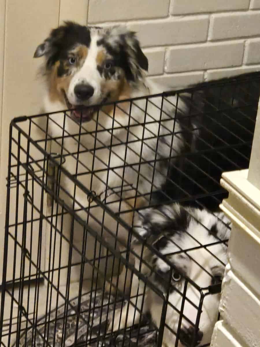 Pure Bred Female 1 Year Old Aussie Shepherd image 3
